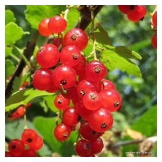 Johannisbeeren