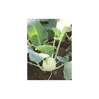 Kohlrabisetzling