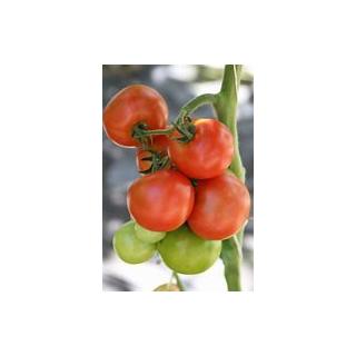 Tomatenjungpflanze
