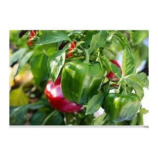 Paprika grün-rot Jungpflanze