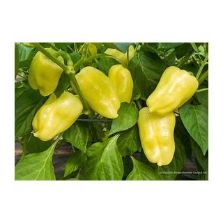 Paprika hellgelb Jungpflanze