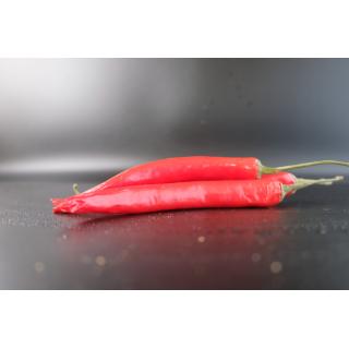 Pfefferoni europäisch scharf Pflanze