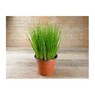 Schnittlauchtopf Pflanze