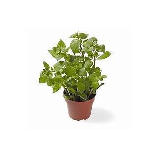 Cocktailminze Kräutertopfpflanze