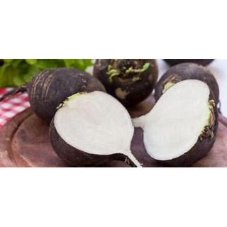 Winterrettich schwarz